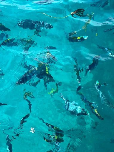 Zanzibar: Safari Blue Full - Day Snorkeling Tour with Seafood Lunch