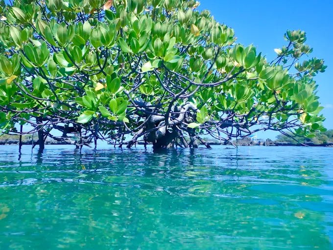 Zanzibar: Safari Blue Full - Day Snorkeling Tour with Seafood Lunch