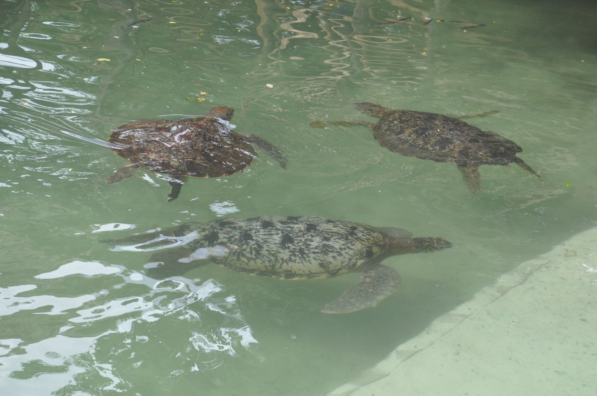 Zanzibar: Sea Turtle Swim, Feeding and Clear Kayak Experience