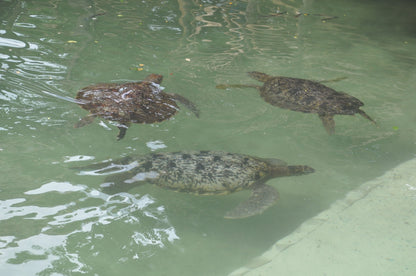 Zanzibar: Sea Turtle Swim, Feeding and Clear Kayak Experience