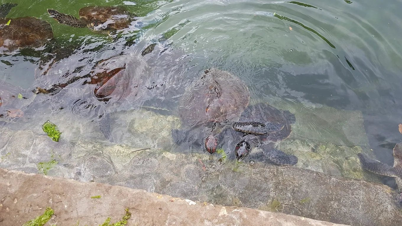 Zanzibar: Sea Turtle Swim, Feeding and Clear Kayak Experience