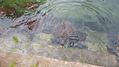 Zanzibar: Sea Turtle Swim, Feeding and Clear Kayak Experience
