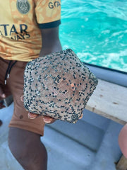 Zanzibar: Snorkel with Starfish, Blue Lagoon and The Rock Restaurant Tour