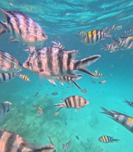 Zanzibar: Snorkel with Starfish, Blue Lagoon and The Rock Restaurant Tour