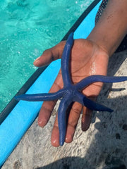 Zanzibar: Snorkel with Starfish, Blue Lagoon and The Rock Restaurant Tour