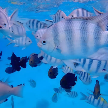 Zanzibar: Snorkel with Starfish, Blue Lagoon and The Rock Restaurant Tour