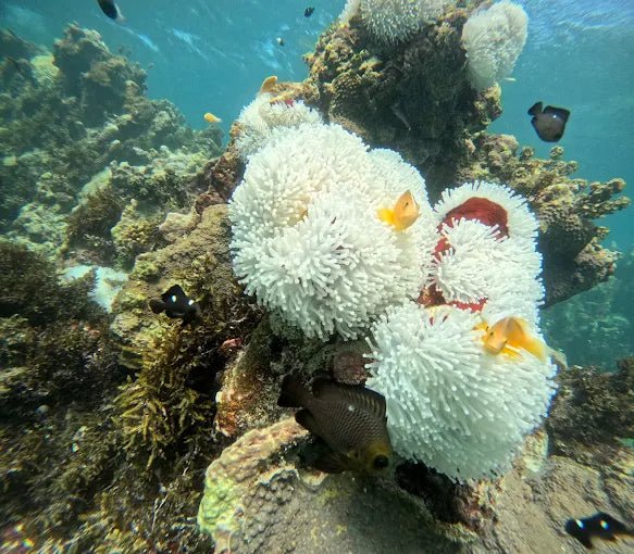Zanzibar: Snorkel with Starfish, Blue Lagoon and The Rock Restaurant Tour