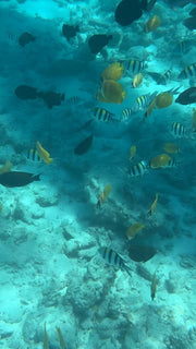 Zanzibar: Snorkel with Starfish, Blue Lagoon and The Rock Restaurant Tour