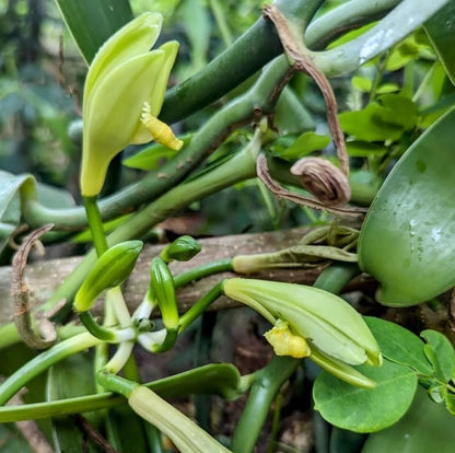 Zanzibar: Spice Farm and Stone Town Guided Tour with Lunch
