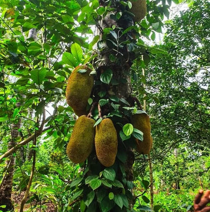 Zanzibar: Spice Farm and Stone Town Guided Tour with Lunch