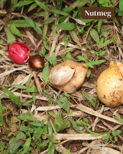 Zanzibar: Spice Farm and Stone Town Guided Tour with Lunch