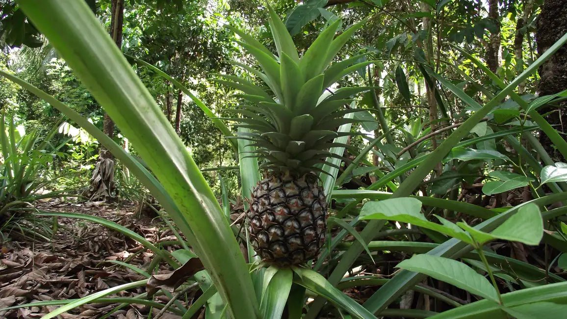 Zanzibar: Spice Farm Tour with Cooking Lesson and Lunch