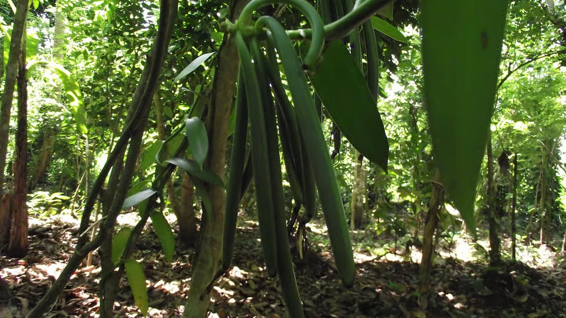 Zanzibar: Spice Farm Tour with Cooking Lesson and Lunch