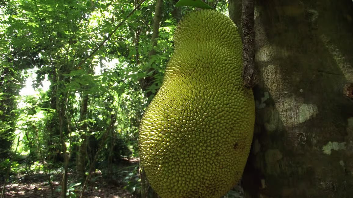 Zanzibar: Spice Farm Tour with Cooking Lesson and Lunch