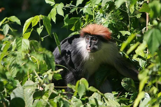 Zanzibar: Spice Farm Tour with Lunch and Jozani Forest Red Colobus Monkeys