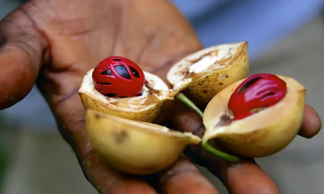Zanzibar: Spice Farm Tour with Lunch and Jozani Forest Red Colobus Monkeys