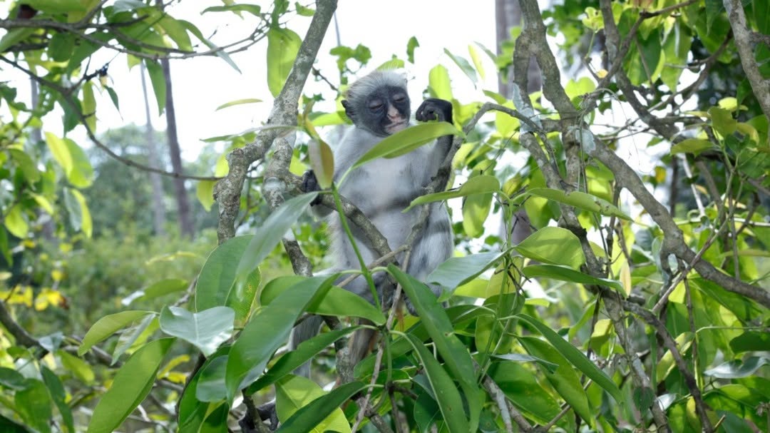 Zanzibar: Spice Farm Tour with Lunch and Jozani Forest Red Colobus Monkeys