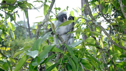 Zanzibar: Spice Farm Tour with Lunch and Jozani Forest Red Colobus Monkeys