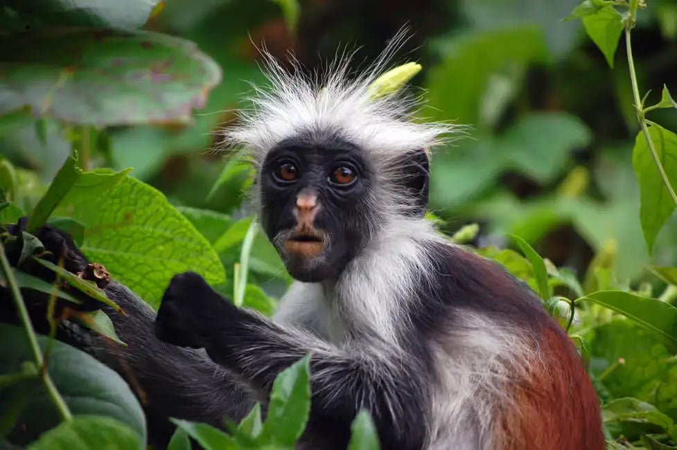 Zanzibar: Spice Farm Tour with Lunch and Jozani Forest Red Colobus Monkeys