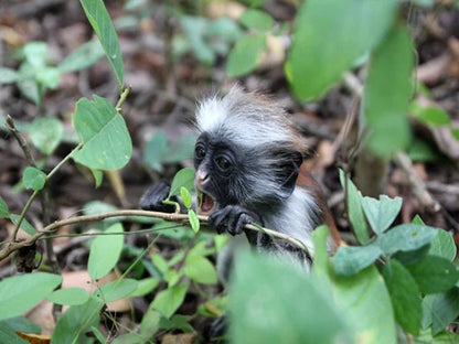 Zanzibar: Spice Farm Tour with Lunch and Jozani Forest Red Colobus Monkeys