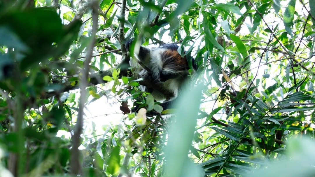 Zanzibar: Spice Farm Tour with Lunch and Jozani Forest Red Colobus Monkeys