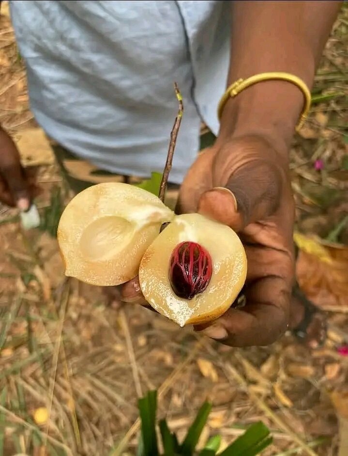 Zanzibar: Spice Farm Tour with Tastings from Stone Town