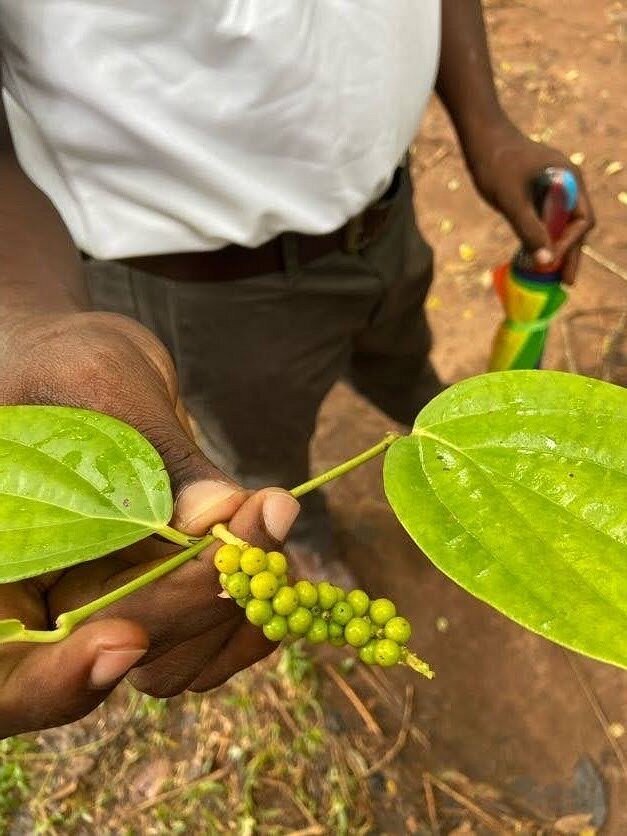 Zanzibar: Spice Farm Tour with Tastings from Stone Town