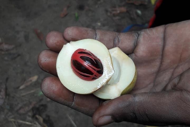 Zanzibar: Spice Farm Tour with Tastings from Stone Town
