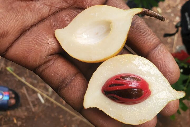 Zanzibar: Spice Farm Tour with Tastings from Stone Town