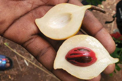Zanzibar: Spice Farm Tour with Tastings from Stone Town