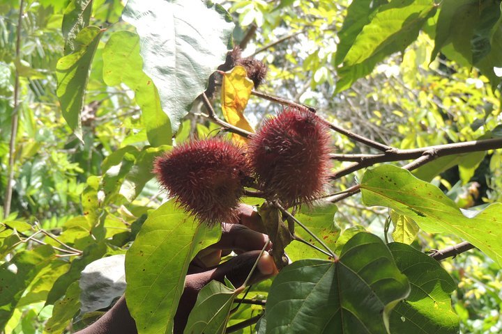 Zanzibar: Spice Farm Tour with Tastings from Stone Town