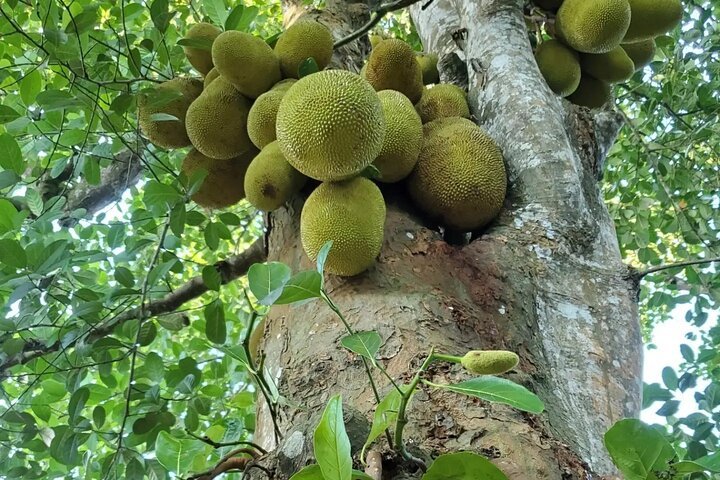 Zanzibar: Spice Farm Tour with Tastings from Stone Town