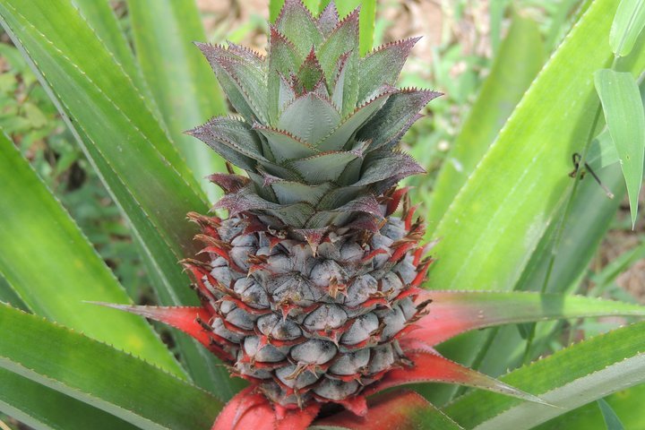 Zanzibar: Spice Farm Tour with Tastings from Stone Town