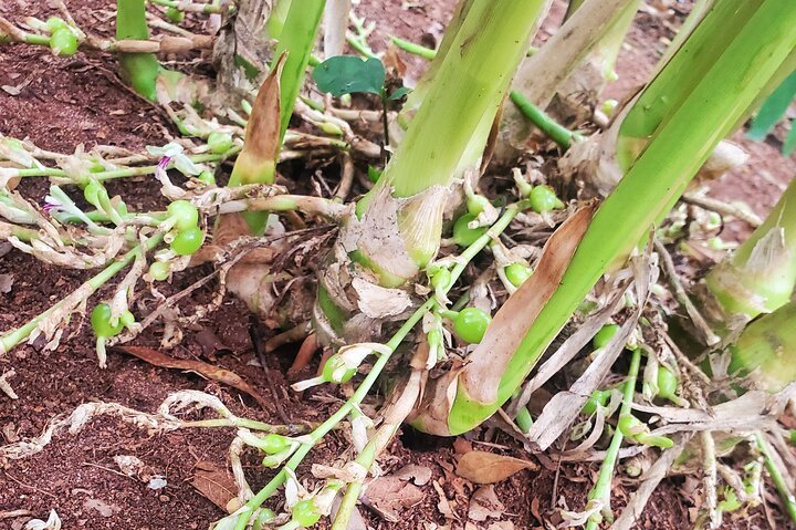 Zanzibar: Spice Farm Tour with Tastings from Stone Town