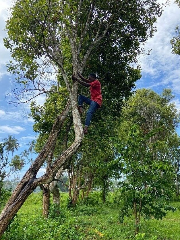 Zanzibar: Spice Farm Tour with Tastings from Stone Town