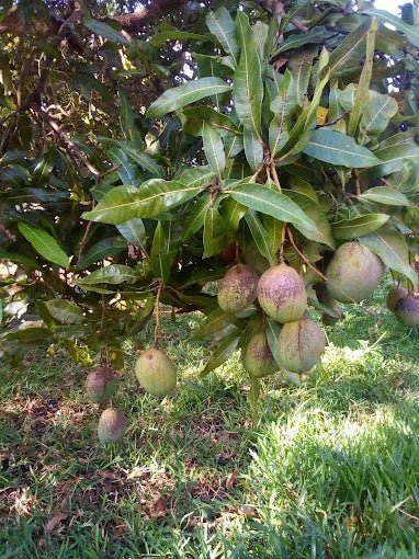 Zanzibar: Spice Farm Tour with Tropical Fruit Tasting