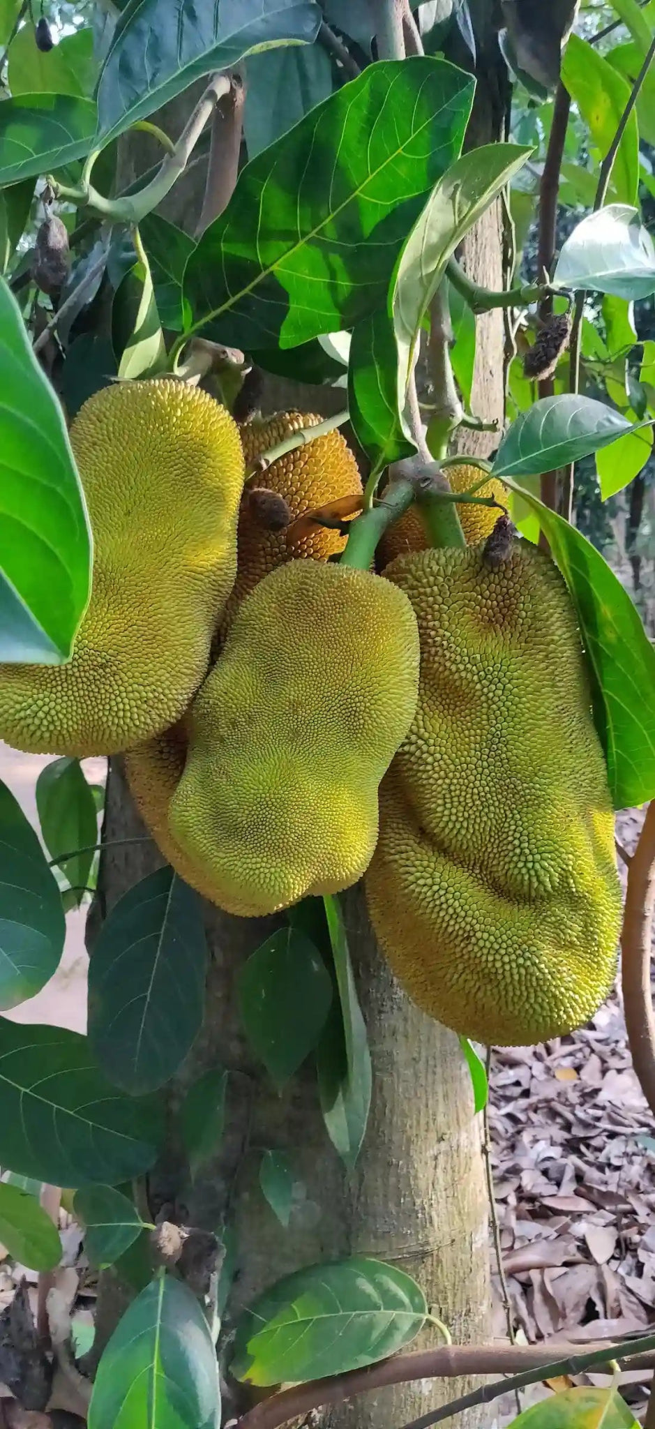 Zanzibar: Spice Farm Tour with Tropical Fruit Tasting