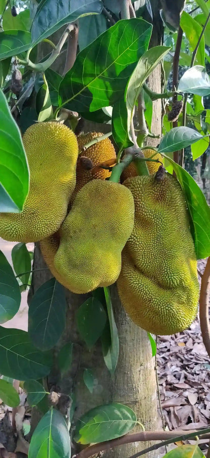 Zanzibar: Spice Farm Tour with Tropical Fruit Tasting