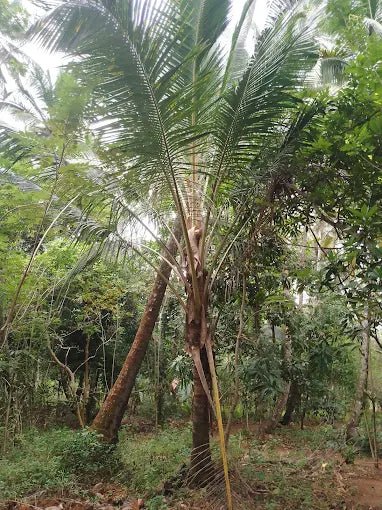 Zanzibar: Spice Farm Tour with Tropical Fruit Tasting