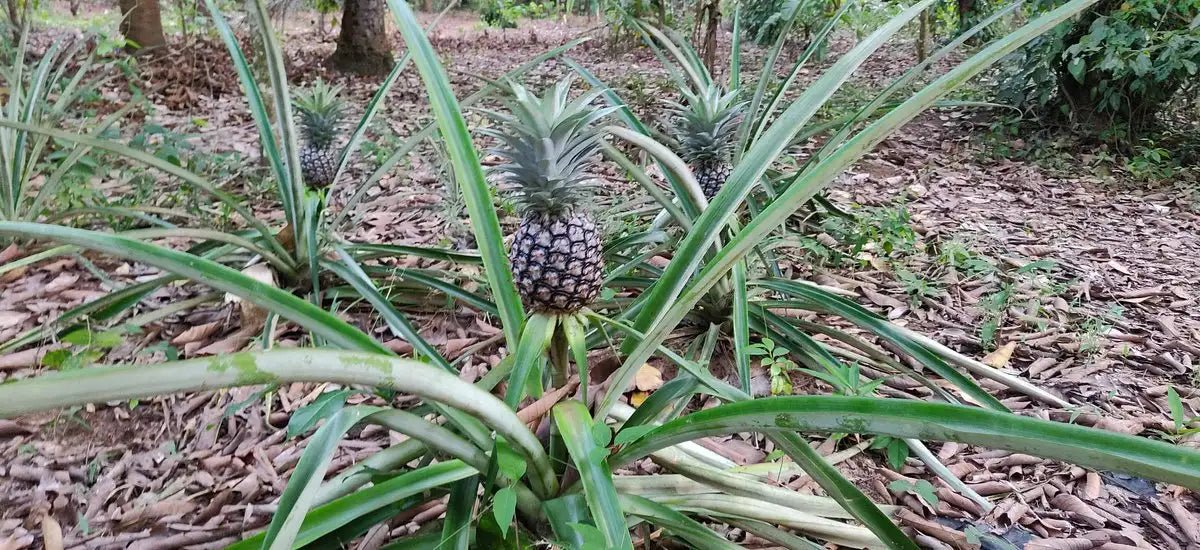 Zanzibar: Spice Farm Tour with Tropical Fruit Tasting