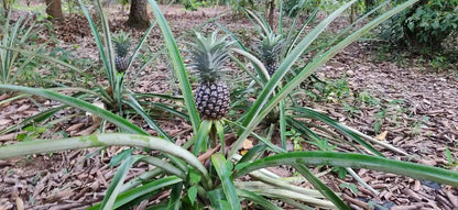 Zanzibar: Spice Farm Tour with Tropical Fruit Tasting