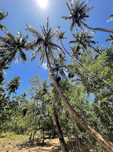 Zanzibar: Spice Farm Tour with Tropical Fruit Tasting