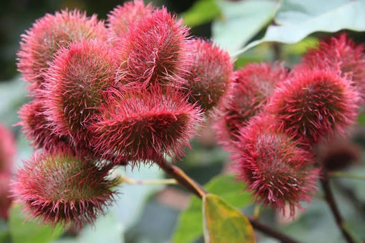 Zanzibar: Spice Farm Tour with Tropical Fruit Tasting