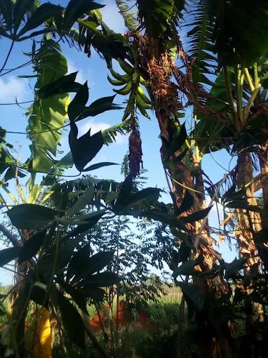 Zanzibar: Spice Farm Tour with Tropical Fruit Tasting