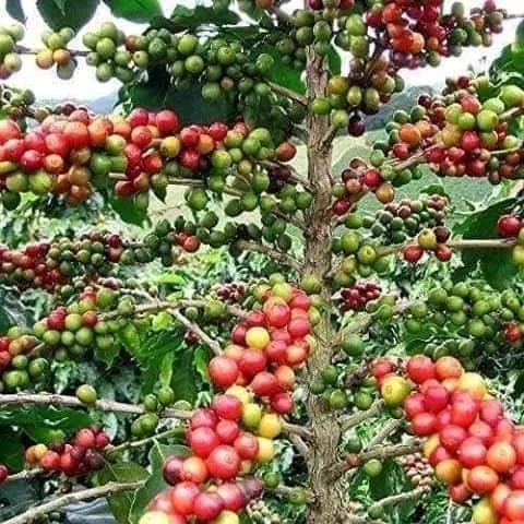 Zanzibar: Spice Farm Visit with Local Cuisine Cooking Class