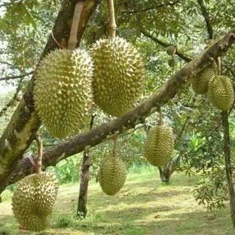 Zanzibar: Spice Farm Visit with Local Cuisine Cooking Class