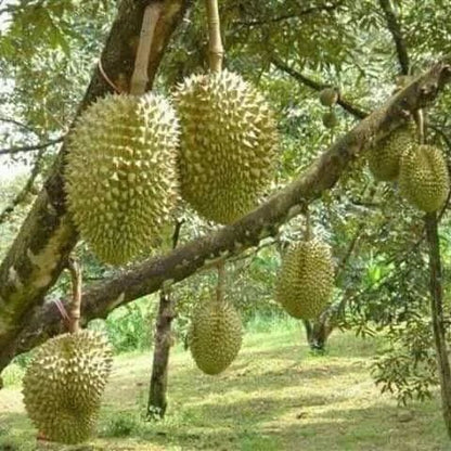 Zanzibar: Spice Farm Visit with Local Cuisine Cooking Class