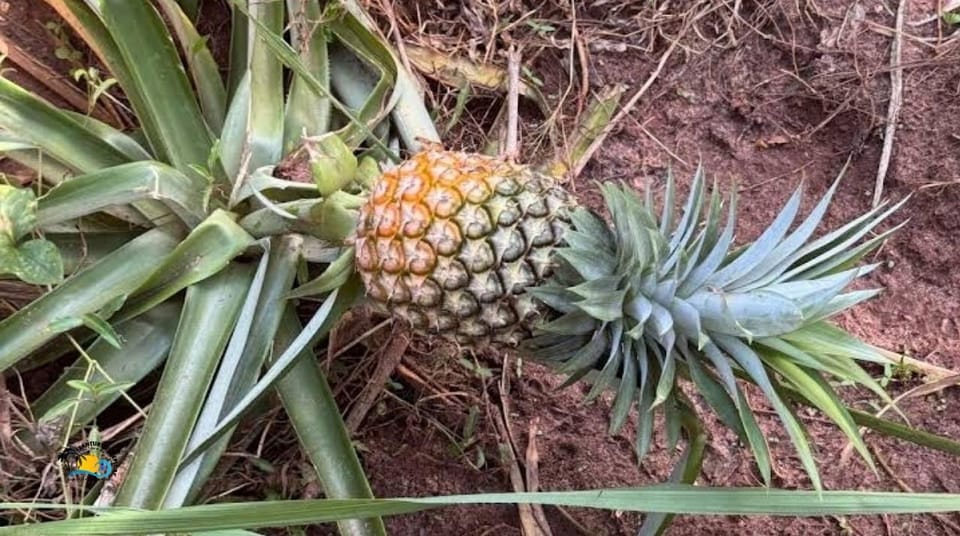 Zanzibar: Spice Farm Visit with Local Cuisine Cooking Class