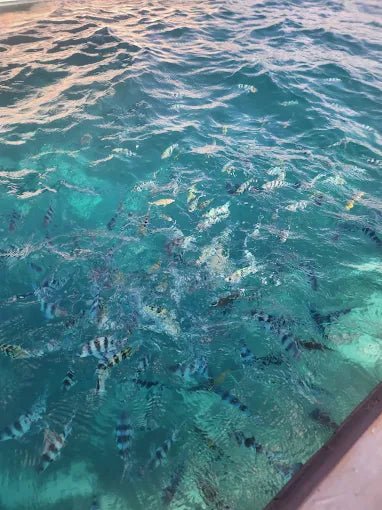 Zanzibar: Starfish Beach, Blue Lagoon Snorkeling, and The Rock Restaurant Tour