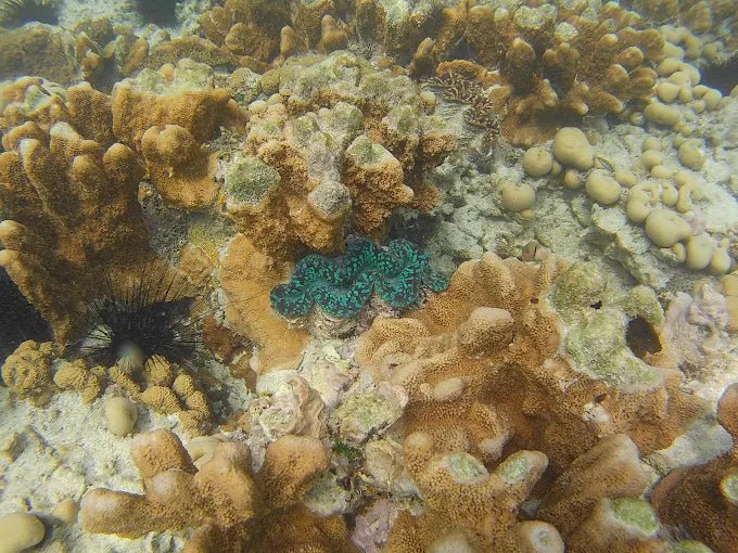 Zanzibar: Starfish Beach, Blue Lagoon Snorkeling, and The Rock Restaurant Tour
